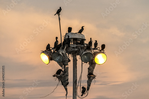 street lamp in the sunset