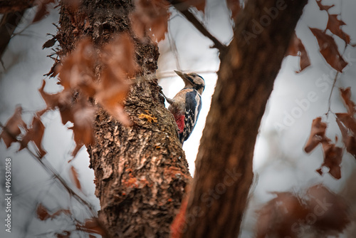 Woodpecker on a tree 