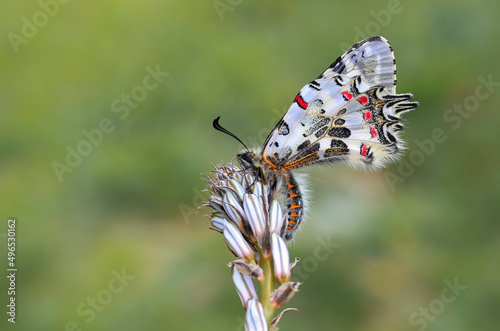 Forest Scalloped Butterfly (Zerynthia cerisyi) on Asphodel (Asphodelus) photo