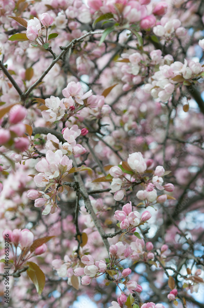 pink crab apple blossoms in spring