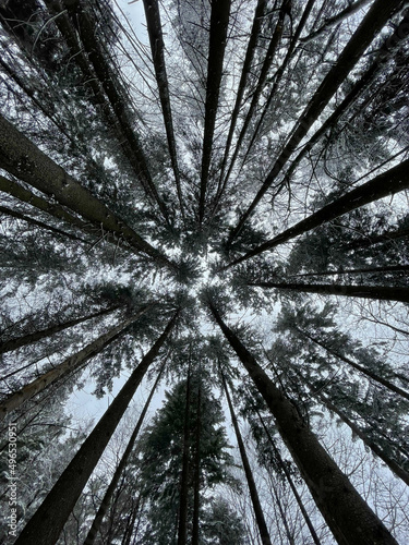 Blick nach oben im Nadelwald im Winter bei Schneefall