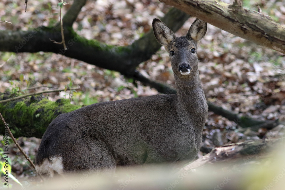 A female roe deer watches me in the undergrowth of a deciduous forest 