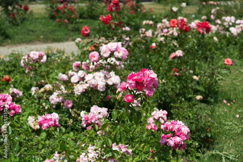 view of the rose garden in summer