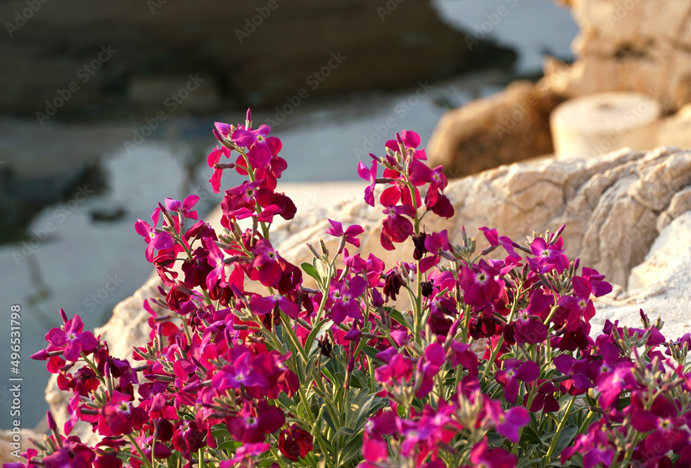 Wild flowering plant on a rugged and stony land by the sea