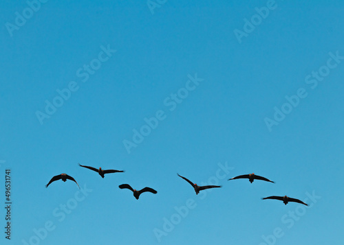 A última revoada no Pantanal