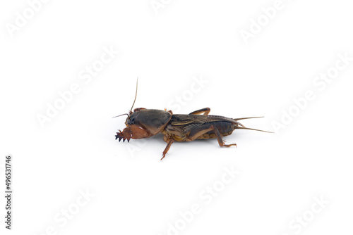the European mole cricket macro photo isolated on white background 
