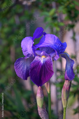 Iris croatica blue iris flower Croatian national flower photo