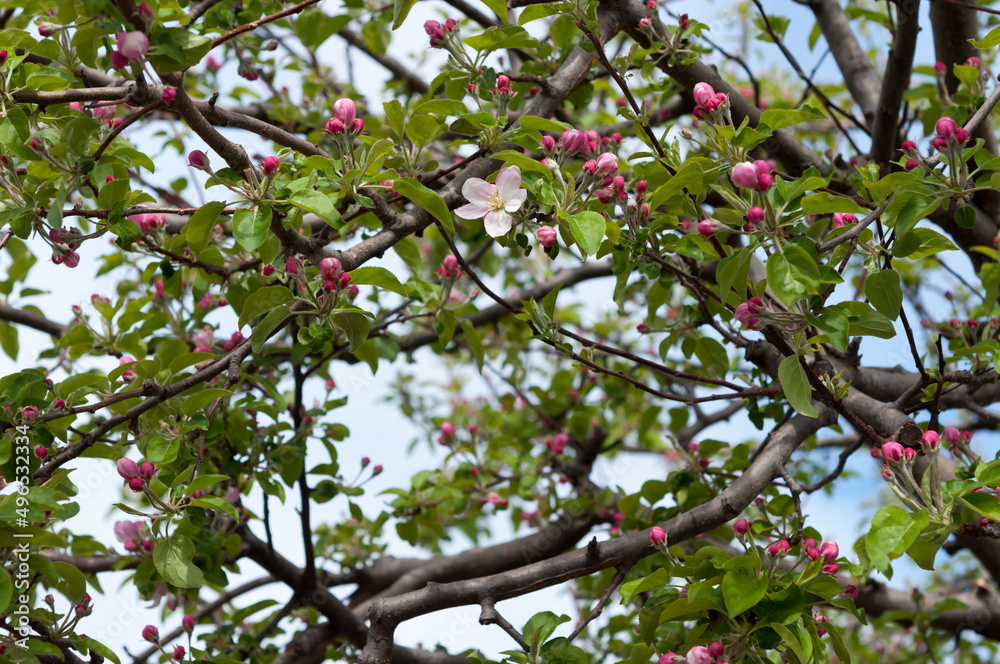 golden delicious apple blossoms in spring golden delicious apple blossoms in spring