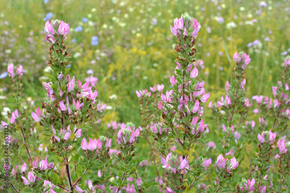 In nature, ononis spinosa grows among grasses