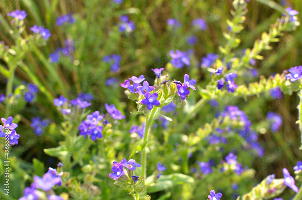 Anchusa blooms in nature Anchusa blooms in nature