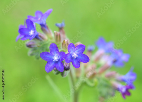 Anchusa blooms in nature