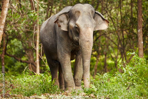 Elephant standing - Thailand. Full-length image of an Asian elephant standing in the forest. photo