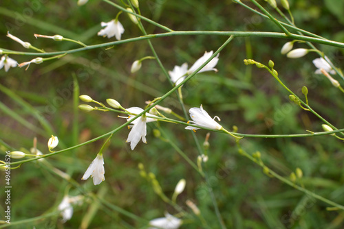 Anthericum ramosum blooms in nature in summer photo