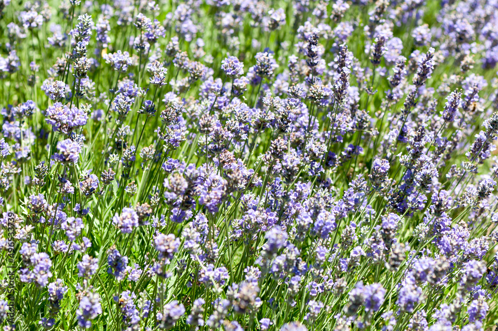 field of lavender