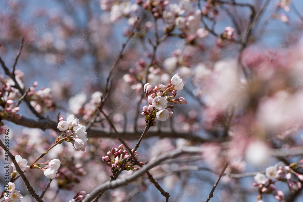 springtime buds and blossoms on branches (cherry) springtime buds and blossoms on branches (cherry)