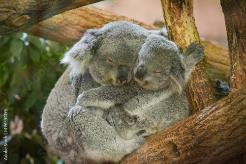 Fototapeta Naklejka Na Ścianę i Meble -  Family of koala sleeping on a tree