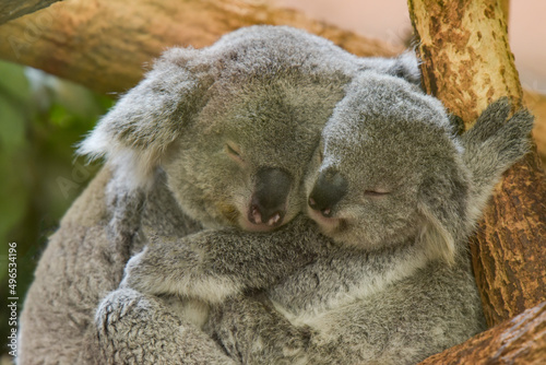 Family of koala sleeping on a tree © AUFORT Jérome