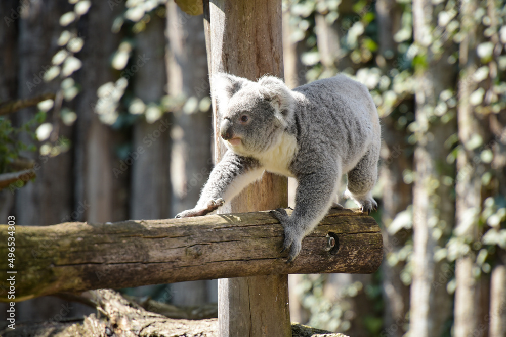 Naklejka premium view of koala in a park