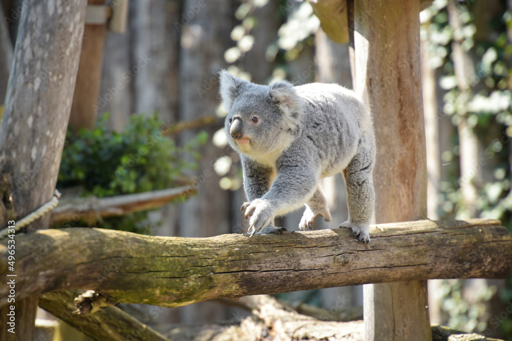 Naklejka premium view of koala in a park
