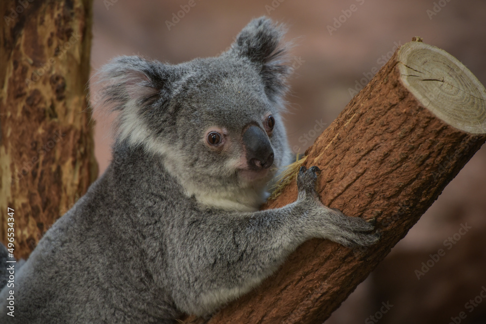 Fototapeta premium view of koala in a park