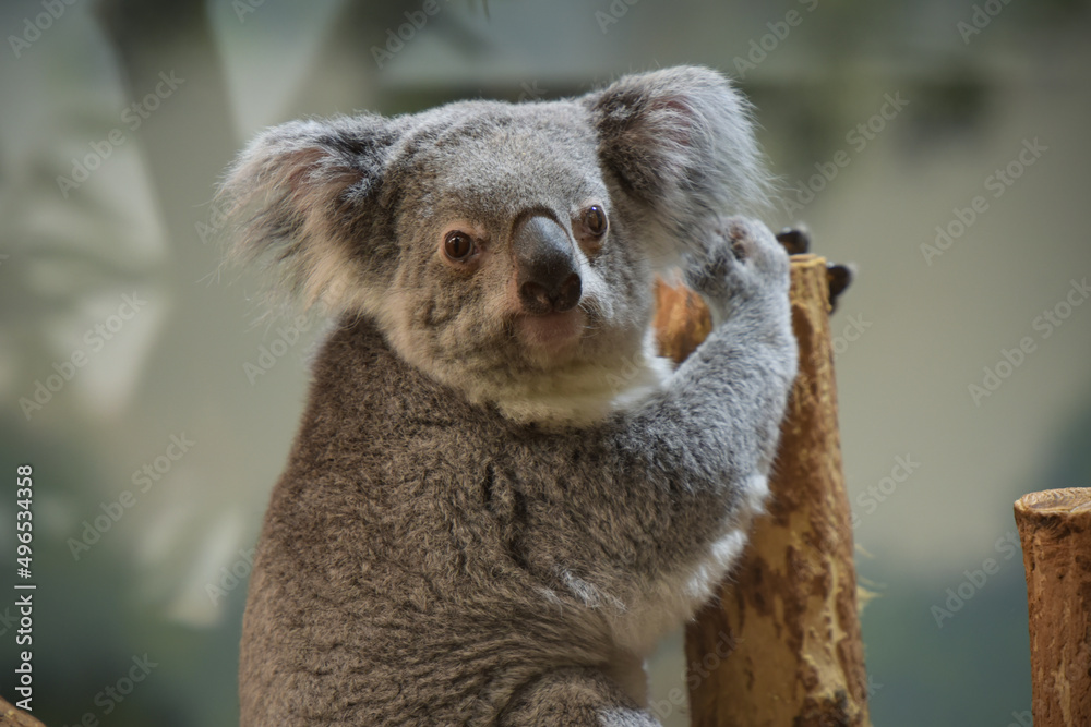 Photography Poster view of koala in a park | Wall Art | Abposters.com