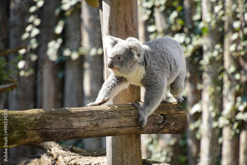 Photography view of koala in a park