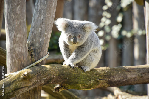 Fototapeta Naklejka Na Ścianę i Meble -  view of koala in a park