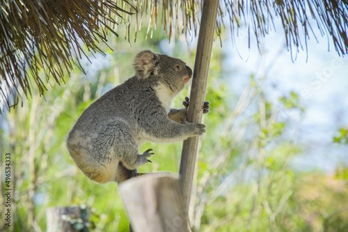 Wall Mural view of koala in a park