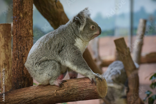 Photography view of koala in a park