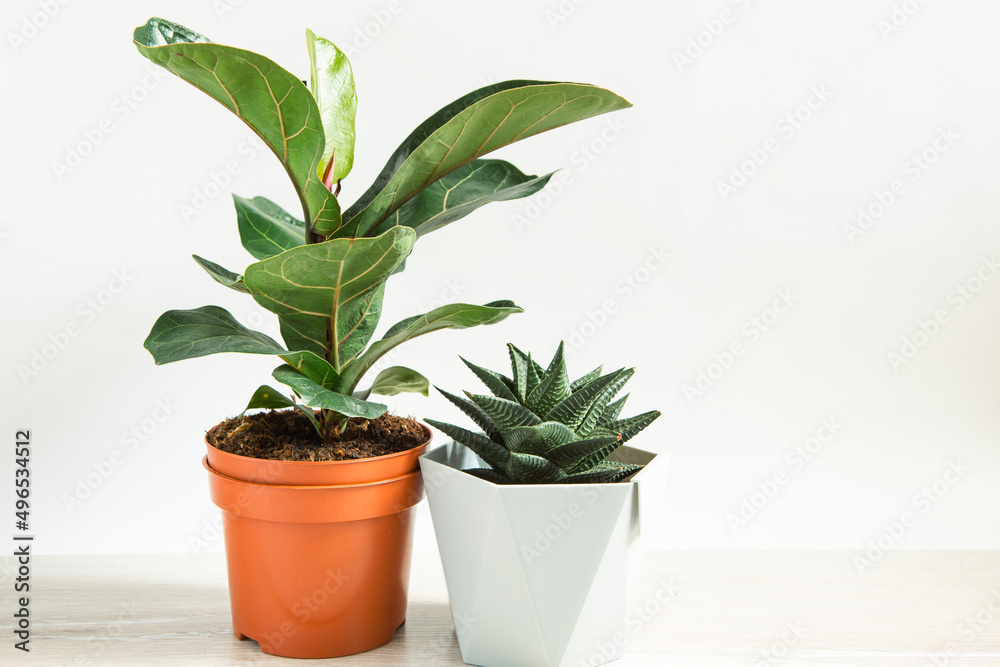 A group of popular potted house plants: Calathea, Maranta, Marantaceae, Haworthia, Ficus lirata, Benjamin, Echeveria. Growing potted house plants, green home decor, care and cultivation A group of popular potted house plants: Calathea, Maranta, Marantaceae, Haworthia, Ficus lirata, Benjamin, Echeveria. Growing potted house plants, green home decor, care and cultivation