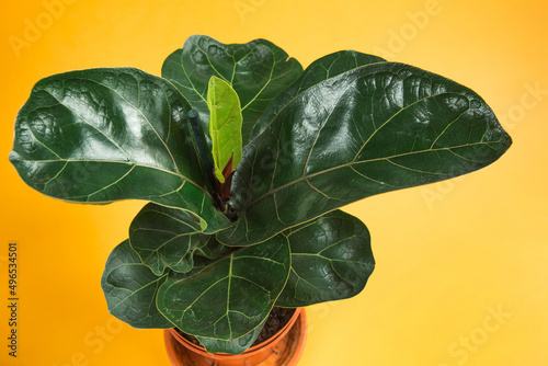 Ficus lirata bambino in a pot on a yellow background. Growing potted house plants, green home decor, care and cultivation photo