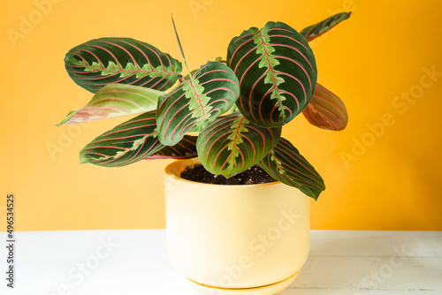 Beautiful maranta leaves with an ornament on a yellow background close-up. Maranthaceae family is unpretentious plant. Copy space. Growing potted house plants, green home decor, care and cultivation photo