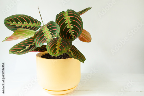 Beautiful maranta leaves with an ornament on a grey background close-up. Maranthaceae family is unpretentious plant. Copy space. Growing potted house plants, green home decor, care and cultivation photo