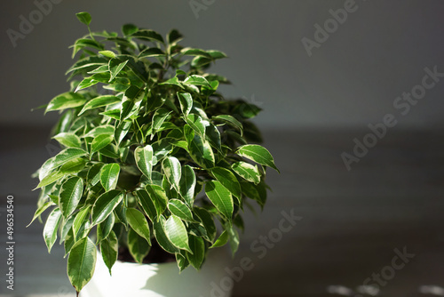 Variegate foliage of ficus Benjamin in a round pot close-up. Growing potted house plants, green home decor, care and cultivation