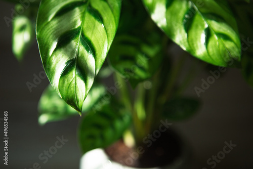 Calathea leopardina green pattern leaf close-up. Potted house plants  green home decor  care and cultivation  marantaceae variety.