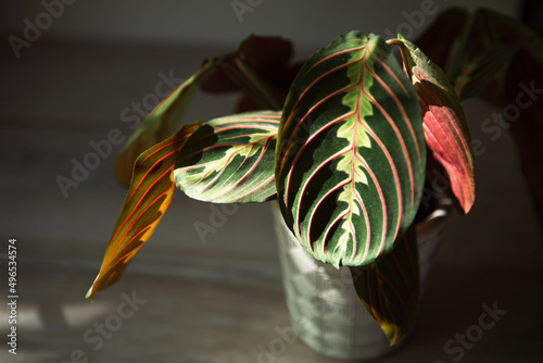 Beautiful maranta leaves with an ornament on a grey background close-up. Maranthaceae family is unpretentious plant. Copy space. Growing potted house plants, green home decor, care and cultivation photo