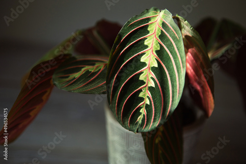 Beautiful maranta leaves with an ornament on a grey background close-up. Maranthaceae family is unpretentious plant. Copy space. Growing potted house plants, green home decor, care and cultivation photo