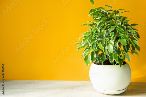 Variegate foliage of ficus Benjamin in a round pot close-up. Growing potted house plants, green home decor, care and cultivation photo