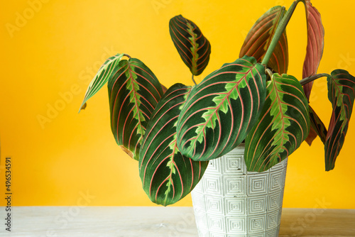 Beautiful maranta leaves with an ornament on a yellow background close-up. Maranthaceae family is unpretentious plant. Copy space. Growing potted house plants, green home decor, care and cultivation photo