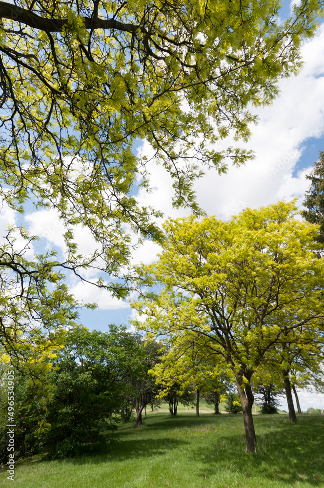 Obraz premium spring trees in the park