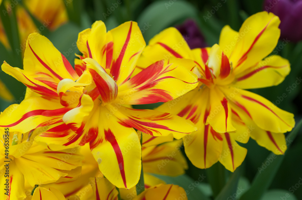 yellow flowers with red stripes (mature double tulips) close up yellow flowers with red stripes (mature double tulips) close up