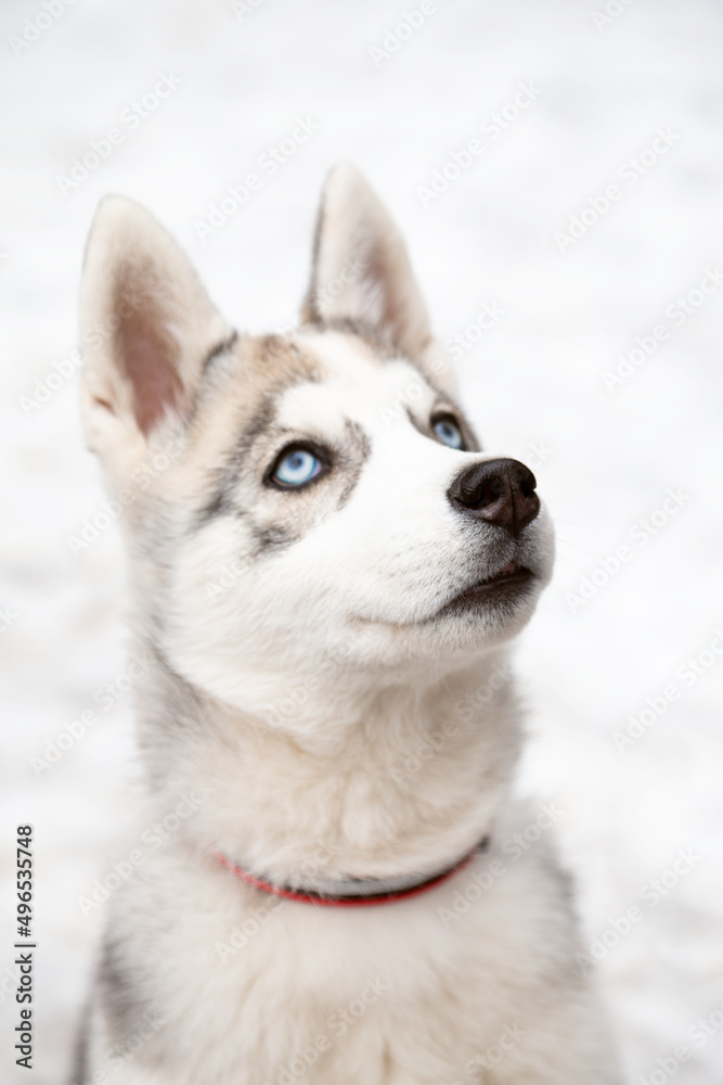 A portrait of a blue eyed Siberian husky puppy looking up against a white snow background