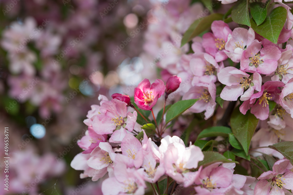 Fototapeta premium pink crab apple blossoms in spring