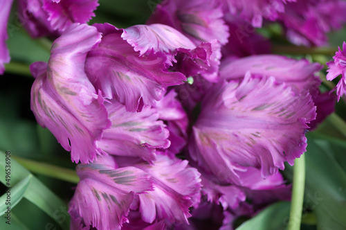 Fototapeta Naklejka Na Ścianę i Meble -  purple flowers close up
