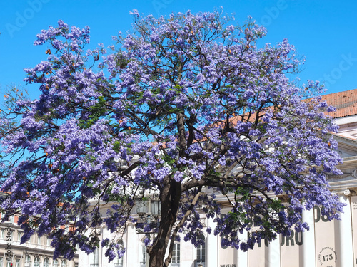 Rossio square in Lisbon in Portugal with purple blooming Jacaranda mimosifolia trees photo