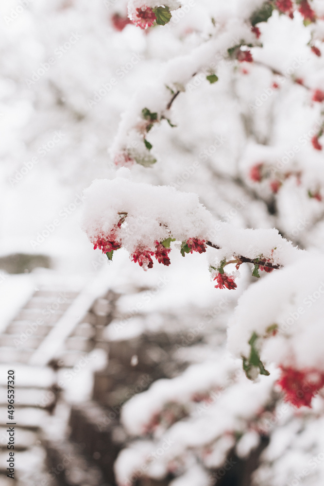 pink blossoms under snow