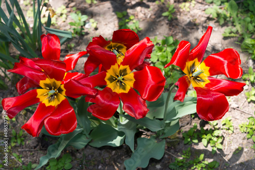 mature tulips partly in the shade