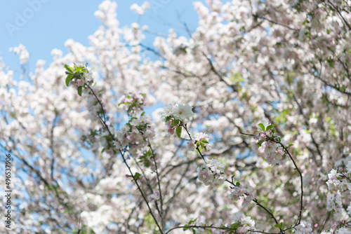 blooming tree