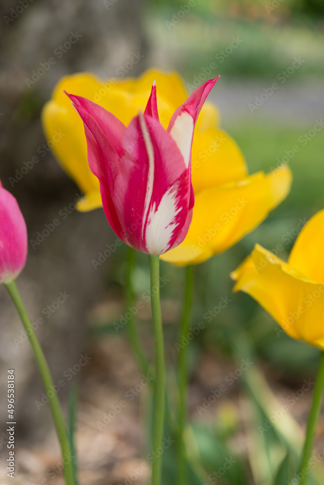 Fototapeta premium striated pink and white tulip on a floral/scenic background
