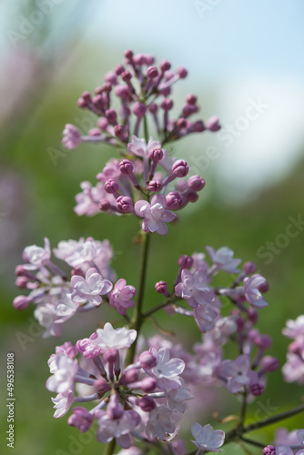 lilac blossom close up